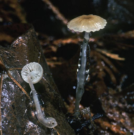 Roridomyces roridus